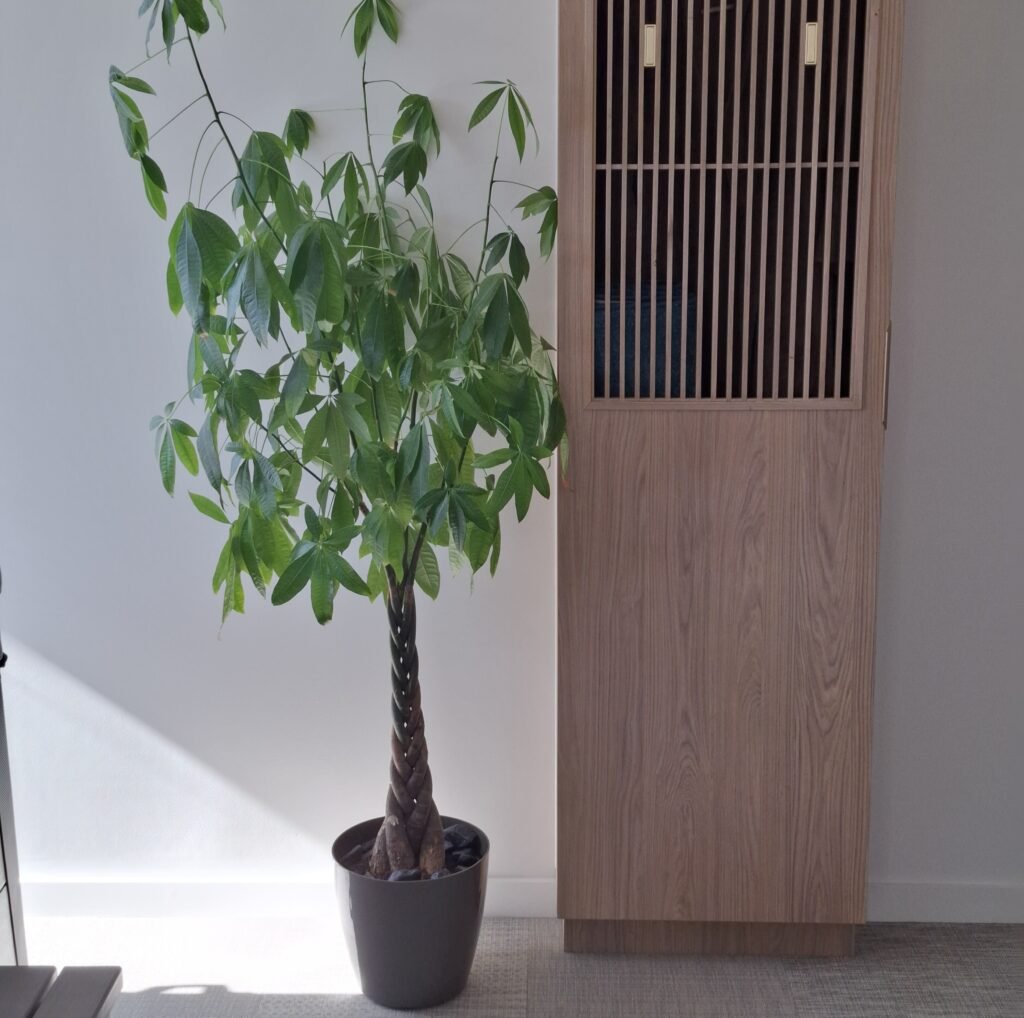 Placard claustra SPA